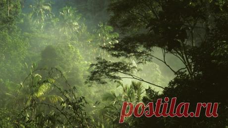 Археологам удалось найти усыпальницу последнего императора древних инков Атауальпы 
Археологам удалось обнаружить уникальное захоронение, принадлежащее императору древних инков Атауальпы. Оно сооружено в виде каменной постройки и было найдено в густых лесах Амазонки.
Ученые в востор…