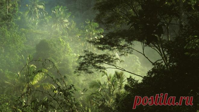 Археологам удалось найти усыпальницу последнего императора древних инков Атауальпы 
Археологам удалось обнаружить уникальное захоронение, принадлежащее императору древних инков Атауальпы. Оно сооружено в виде каменной постройки и было найдено в густых лесах Амазонки.
Ученые в востор…