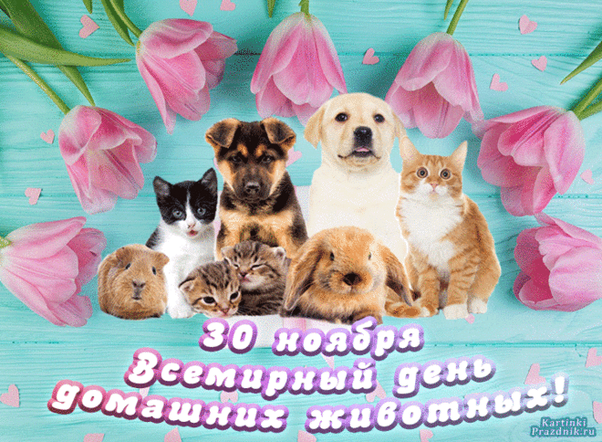 30 ноября Всемирный День домашних животных - интересные факты &raquo; Женский Мир