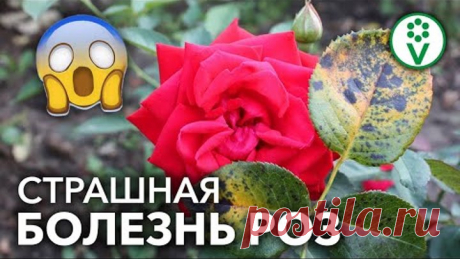 ПРОСТОЕ СРЕДСТВО ОТ СЛОЖНОЙ БОЛЕЗНИ. ЧУДО-СРЕДСТВО от болезней РОЗ!
