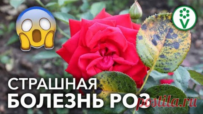 ПРОСТОЕ СРЕДСТВО ОТ СЛОЖНОЙ БОЛЕЗНИ. ЧУДО-СРЕДСТВО от болезней РОЗ!