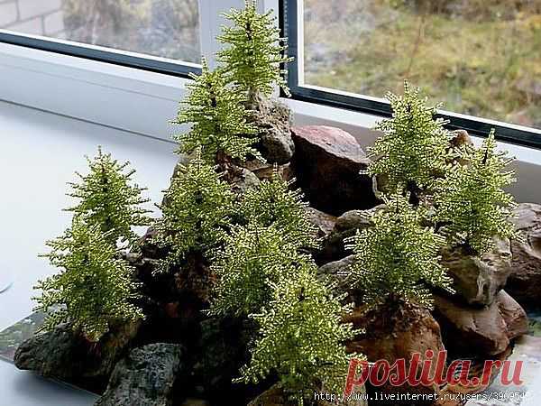 Марина Дягилева