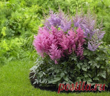 Какие цветы посадить и посеять в августе? | В цветнике (Огород.ru)