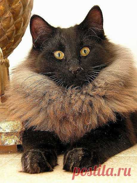 котя