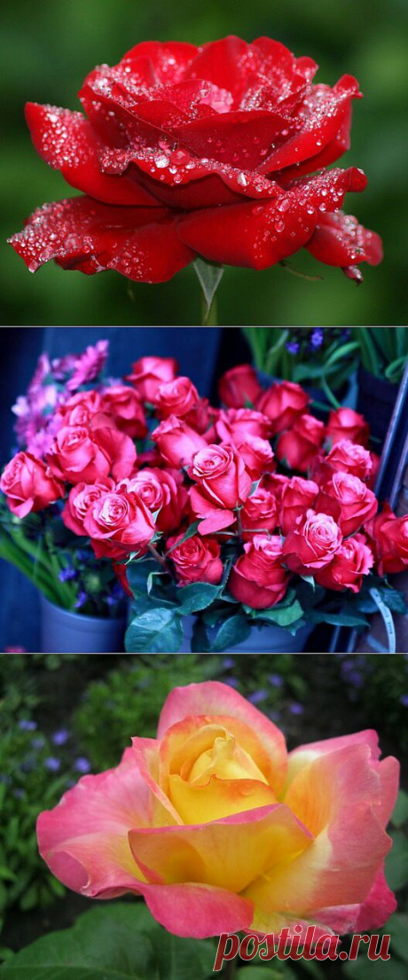 Мой Мир@Mail.Ru