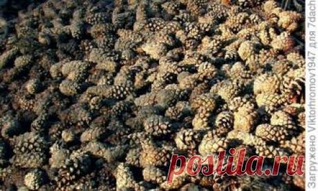 Как можно использовать шишки на даче? - ответы экспертов 7dach.ru