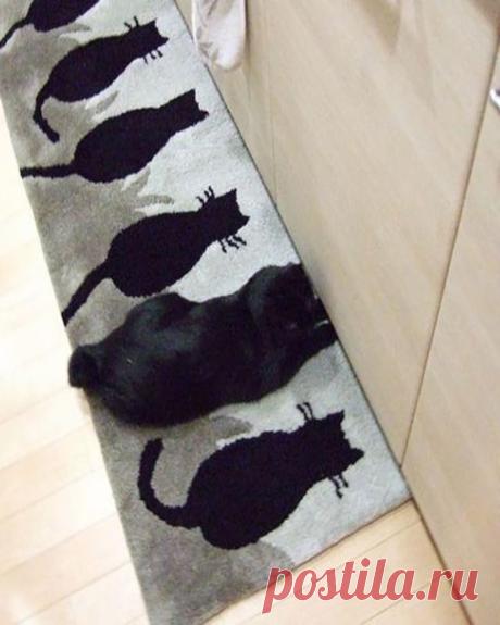 55 Funny Camouflaged Cats Who Are Winning at Hide-and-Seek