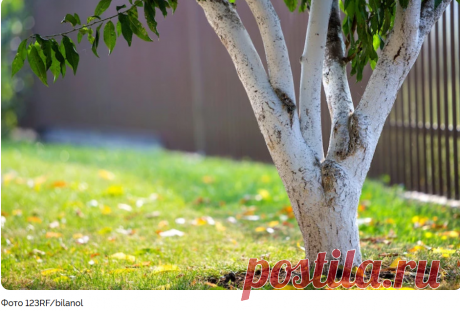 Весенняя побелка деревьев: сроки, составы и рекомендации | Антонов сад - дача и огород | Дзен