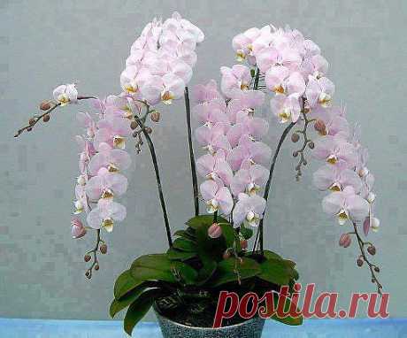Одноклассники
