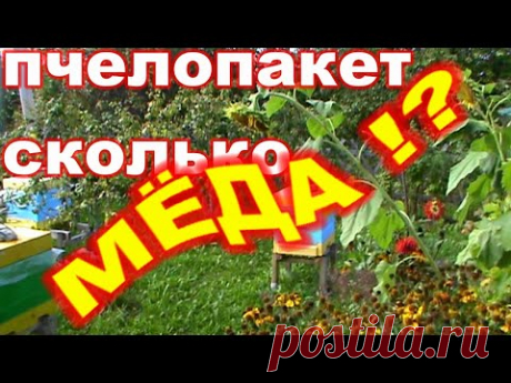 Сколько  МЁДА даёт ПЧЕЛОПАКЕТ  ! ? - YouTube