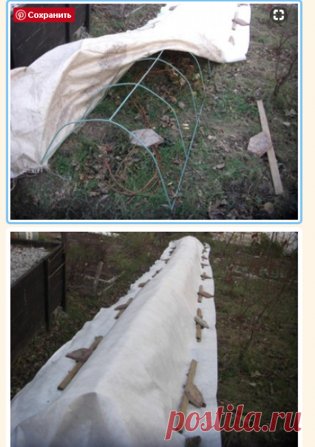 Зимнее укрытие винограда - Интернет форум виноградарей и садоводов Дальнего Востока