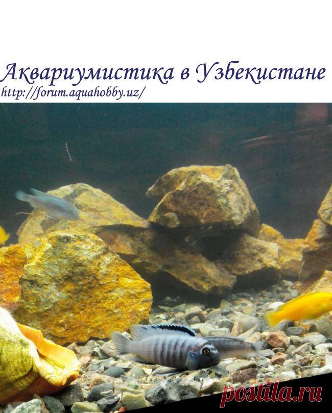 Цихлидник Рона. Начало - Наши аквариумы - Аквариумистика в Узбекистане
