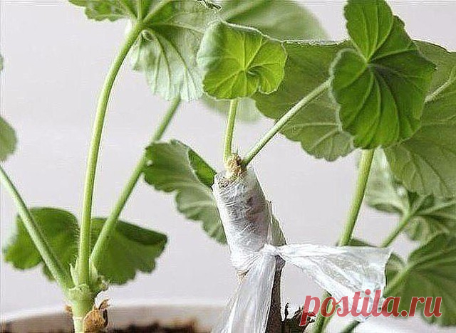 Одноклассники