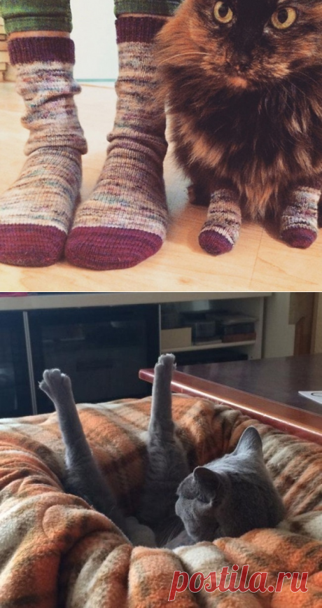 Фотографии которые дают понять, что значит жить с котом