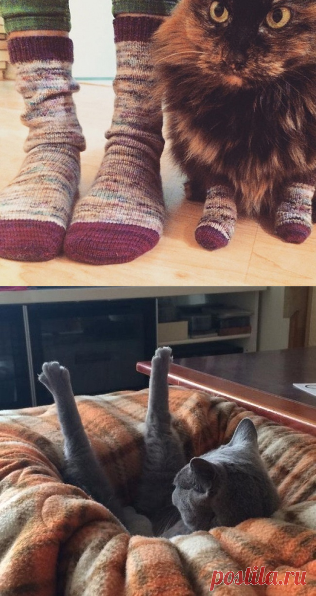 Фотографии которые дают понять, что значит жить с котом