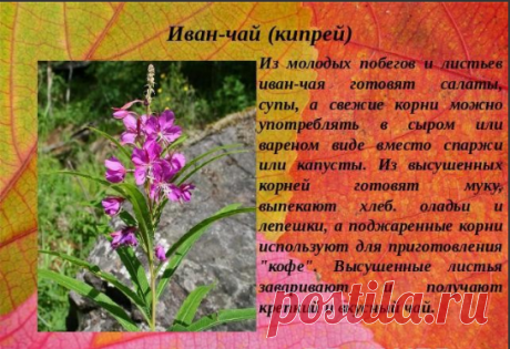Одноклассники