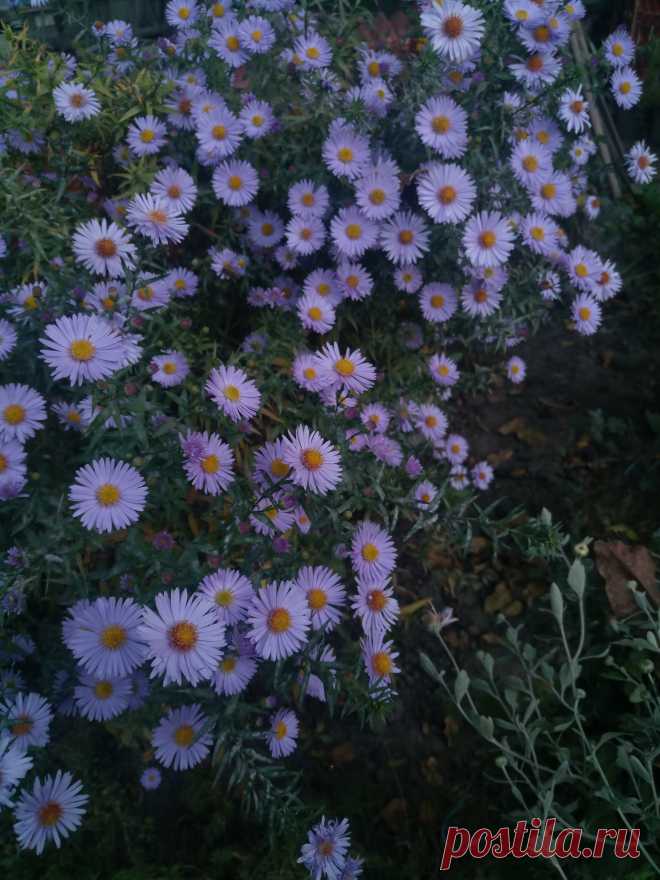 Астра новоанглийская сиреневая (Aster novae-angliae)