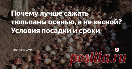 Почему лучше сажать тюльпаны осенью, а не весной? Условия посадки и сроки Тюльпаны, на ровне с такими цветами, как розы, пользуются популярностью у садоводов – действительно, без таких прекрасных и красивых цветов не представляется ни один огородный участок! Например, в качестве подарка всегда лучше сорвать собственно высаженные цветы с любовью, а не покупать. К тому же внешний вид цветов радует глаз!
Я советую сажать тюльпаны осенью – посаженные луковицы при температур