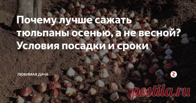 Почему лучше сажать тюльпаны осенью, а не весной? Условия посадки и сроки Тюльпаны, на ровне с такими цветами, как розы, пользуются популярностью у садоводов – действительно, без таких прекрасных и красивых цветов не представляется ни один огородный участок! Например, в качестве подарка всегда лучше сорвать собственно высаженные цветы с любовью, а не покупать. К тому же внешний вид цветов радует глаз!
Я советую сажать тюльпаны осенью – посаженные луковицы при температур