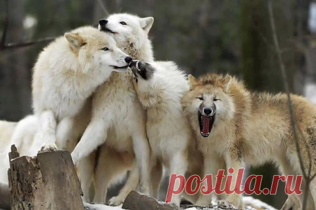 Сценка из волчьей жизни. | Wolves.