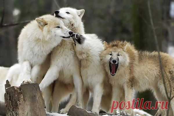 Сценка из волчьей жизни. | Wolves.