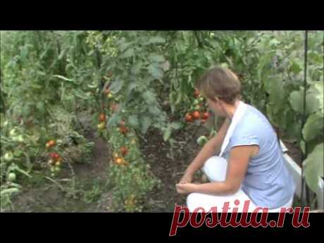 Клуб природного земледелия  В гостях у Васильевой Елены