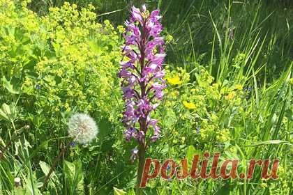 В Байкальском заповеднике нашли редкую краснокнижную орхидею. В Байкальском заповеднике нашли редкий вид краснокнижной орхидеи — ятрышник шлемоносный. В 2020-м одна из площадок заповедника обследовалась перед тем, как на ней установили бы солнечную станцию. В этот момент и был найден необычный и редкий цветок. Он растет на юго-восточном побережье Байкала.