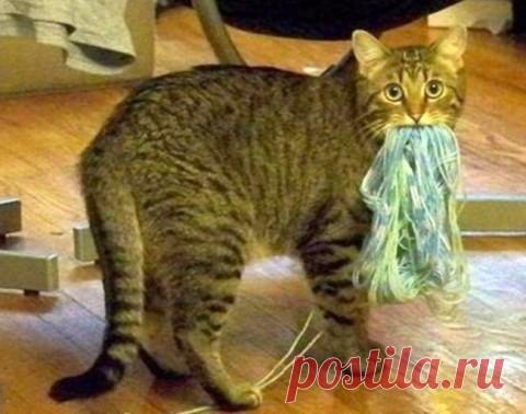 Как в разных странах подзывают кошек. Неожиданно!