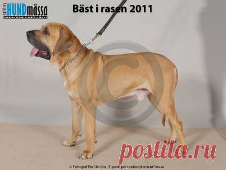FILA BRASILEIRO Namn:FORSENS ADONIS    Ägare:HAGANDER YLVA, VÄSTERHANINGE  Uppfödare:HAGANDER YLVA, VÄSTERHANINGE