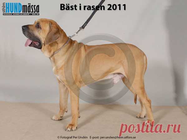 FILA BRASILEIRO Namn:FORSENS ADONIS    Ägare:HAGANDER YLVA, VÄSTERHANINGE  Uppfödare:HAGANDER YLVA, VÄSTERHANINGE