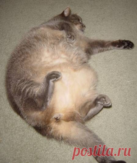 Толстые коты - Фото - Фотоальбомы - Котомания