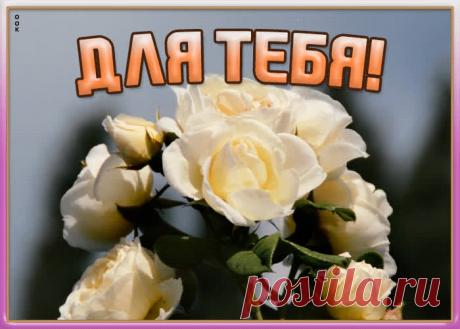 Картинка с белыми розами