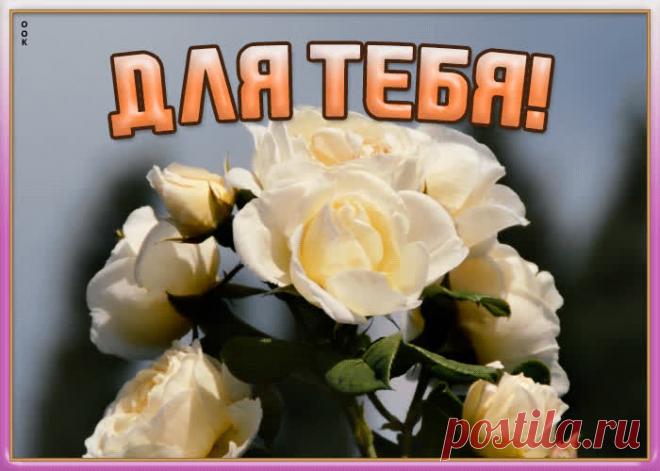 Картинка с белыми розами