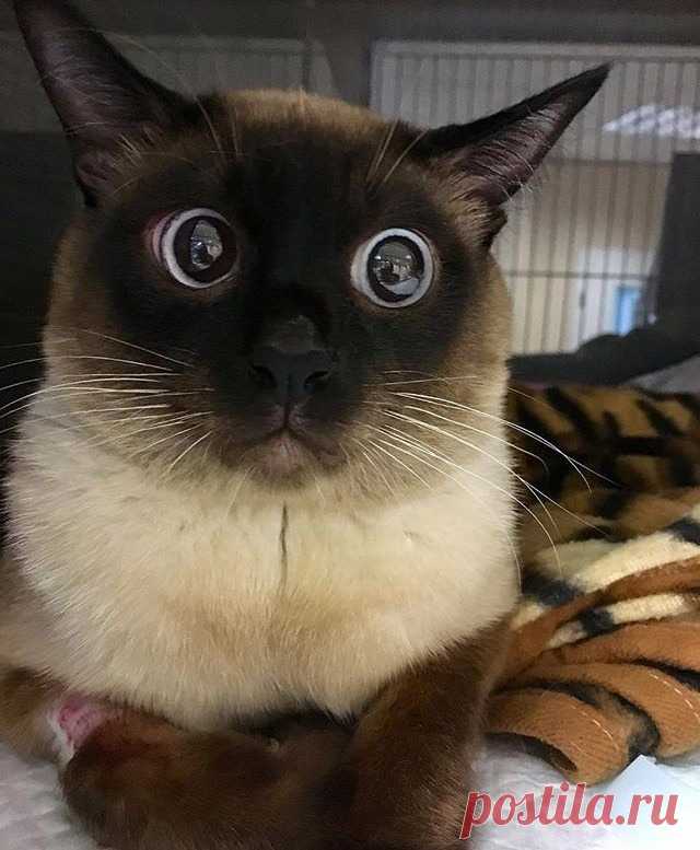 awwww-cute:
“Cat hears a can being opened (Source: http://ift.tt/2wFxfl1)
”