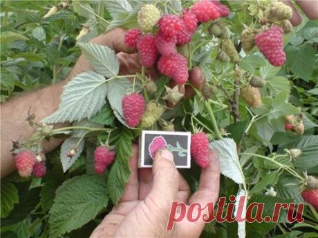 Малиновое дерево в саду — 6 соток