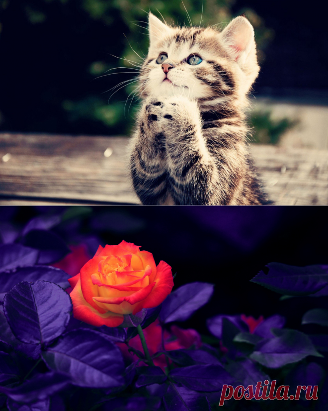 Картинки и фотографии на просторах интернета