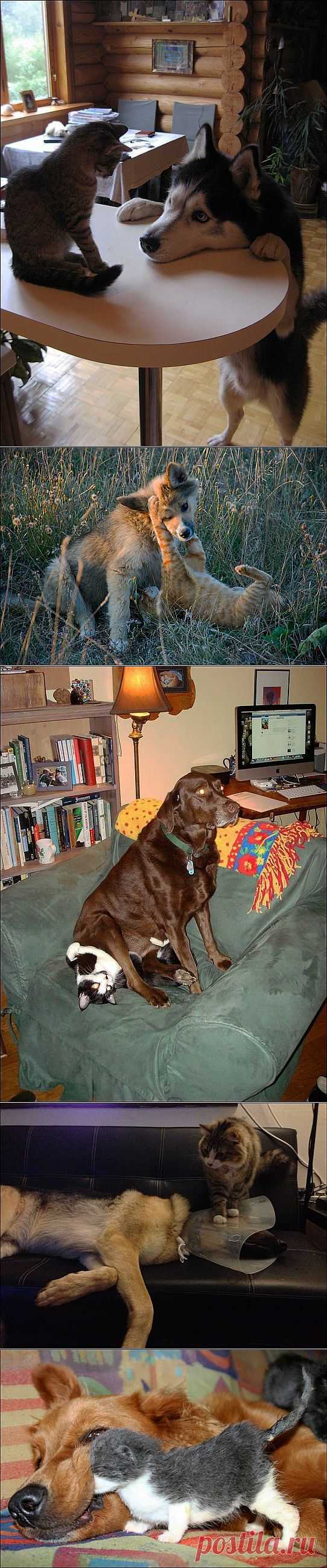 Коты и собаки (31 фото) | Прикол.ру — приколы, картинки, фотки и розыгрыши!