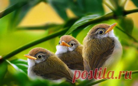 Интересные факты о птицах