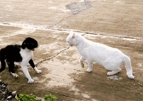 Двигающиеся мигающие гиф картинки кошек и котов