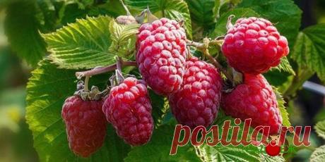 Подкормка малины осенью органикой и минеральными удобрениями | Садоёж