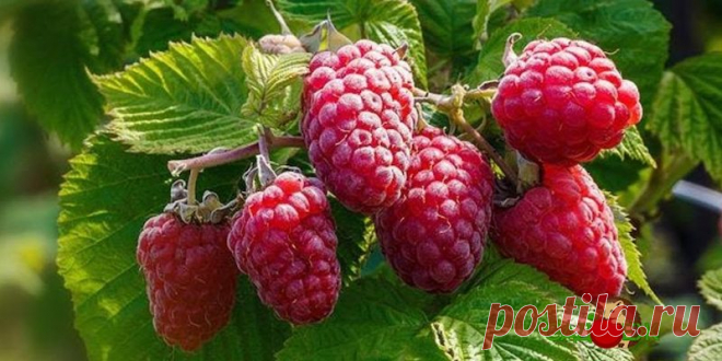 Подкормка малины осенью органикой и минеральными удобрениями | Садоёж