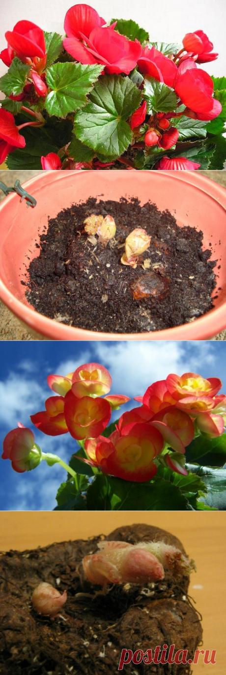 Бегония - цветок тенистой клумбы | РОЗЫ