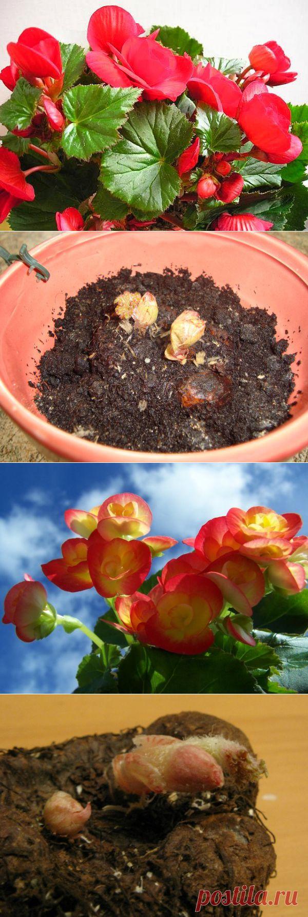 Бегония - цветок тенистой клумбы | РОЗЫ