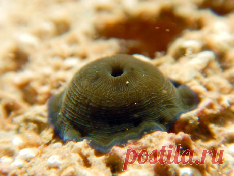 Actinia Equina или конская актиния в закрытом состоянии.