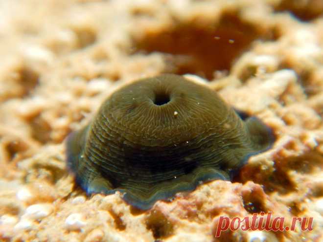 Actinia Equina или конская актиния в закрытом состоянии.