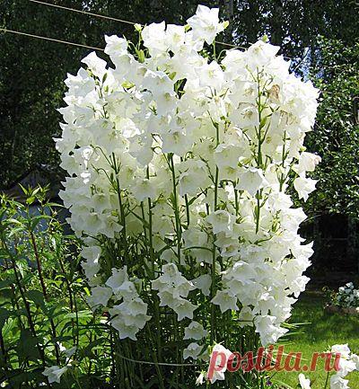 Цветок Колокольчик Реверанс персиколистный (0,05 гр.) в интернет-магазине Русские Семена