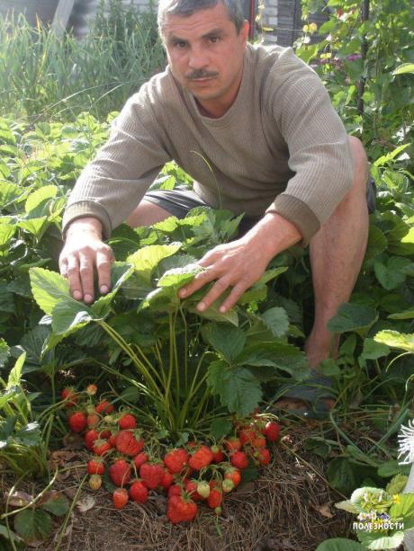 Секретная подкормка клубники! Без химии!