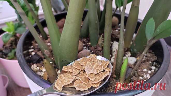 Чем подкормить замиокулькас для активного роста листьев? Проверенная подкормка для замиокулькаса РЕЦЕПТ! Грунт - торф и вермикулит Дно - камни керамзит и ДУ ТМ - пару грамм на горшок 400 грамм. ЛЖ - пару грамм на горшок 400 грамм, подробная инструкция на упаковке. Полив - Х - 3 капли на 50 мл...