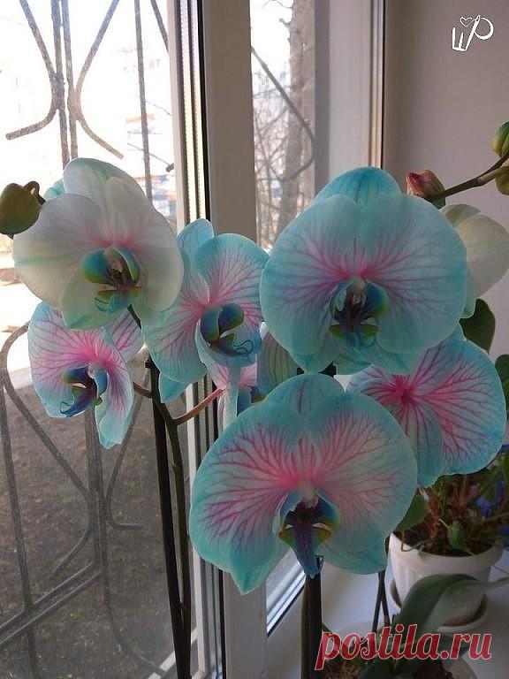 Одноклассники