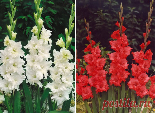 Необычные и экзотичные гладиолусы – эти сорта вас точно не разочаруют